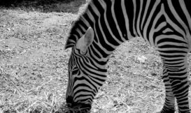 不注意盲視：如同保護色般的視覺效應