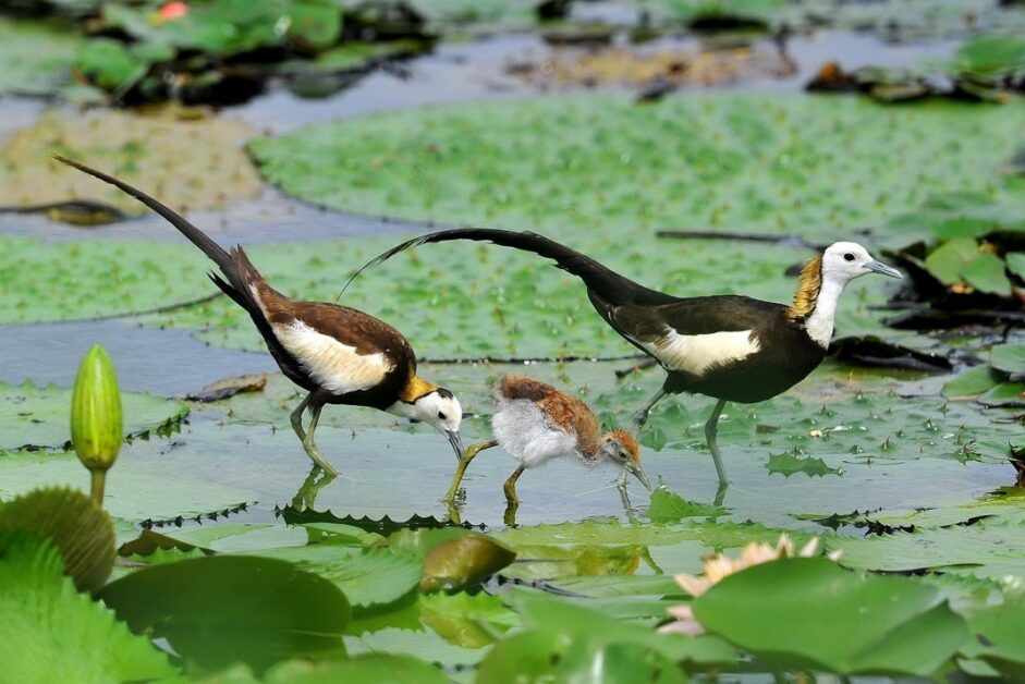台南水雉的復育故事 Pansci 泛科學