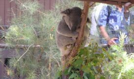 Flickr/Kim, CC BY-NC-SA