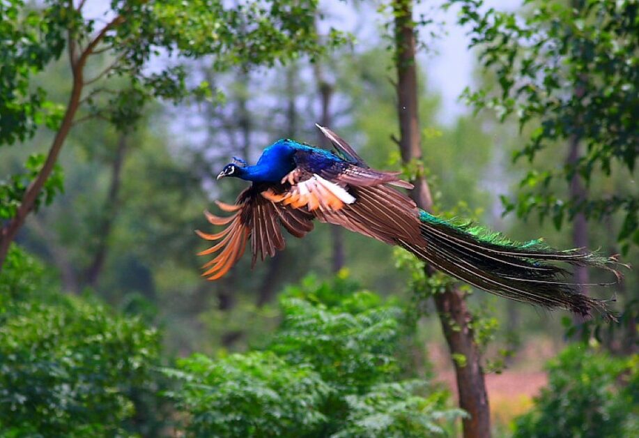 孔雀的長尾巴會影響飛行嗎 Pansci 泛科學