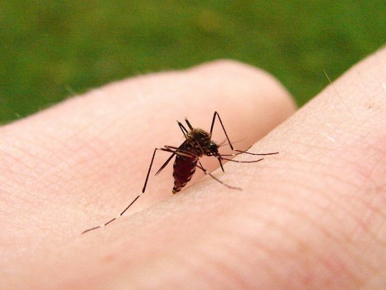 蚊子的咬人三部曲–二氧化碳、視覺、熱度 - PanSci 泛科學