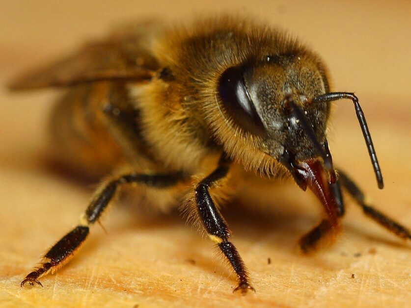 身體哪裡被蜜蜂螫到會最痛？——2015搞笑諾貝爾生理與昆蟲學獎 - PanSci 泛科學