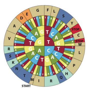 左旋還是右旋?化學對稱跟你我的身體有關! - PanSci 泛科學