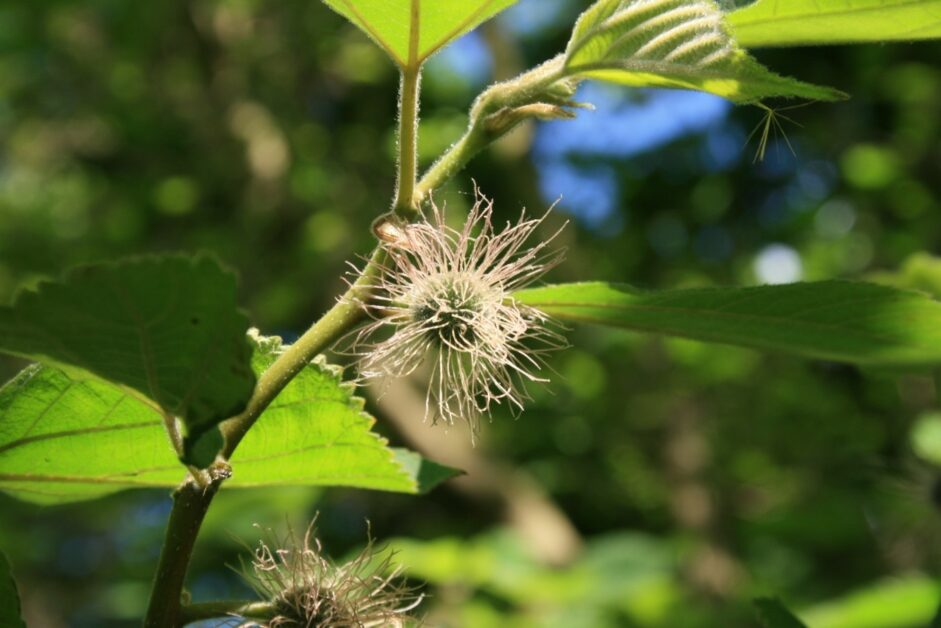 你有想過構樹如何證明出臺灣說嗎 Pansci 泛科學