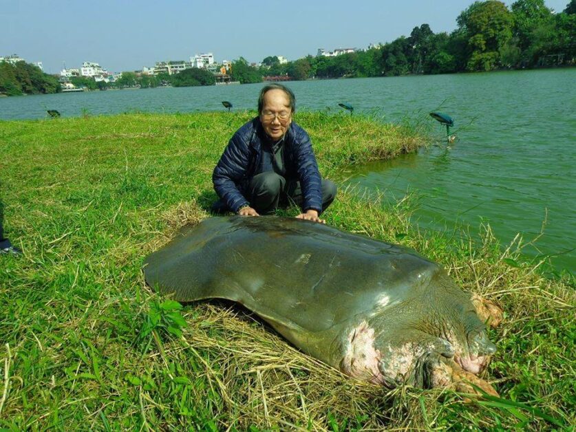 全球僅剩兩隻 越南珍貴百歲斑鱉死亡 我們還能做什麼 Pansci 泛科學