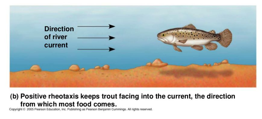 當年蔣公看到逆流而上的小魚是什麼魚? - PanSci 泛科學