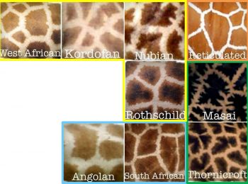 giraffe subspecies coat marking - PanSci 泛科學