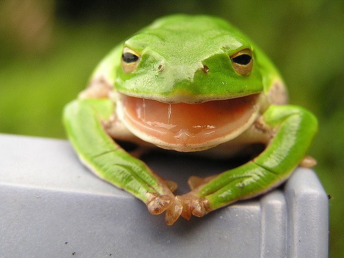 青蛙捕食秀：快速伸舌頭的關鍵是水？—《科學築夢大現場》 - PanSci 泛科學