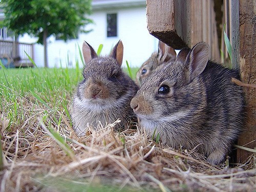兔子生兔子，費波那契生出費氏數列——位數根的快樂夥伴（一） - PanSci 泛科學