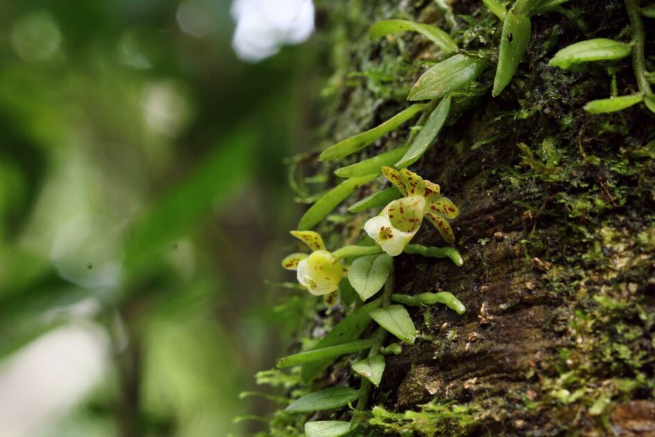 美麗蘭花的保水秘訣 從 根 做起 Pansci 泛科學