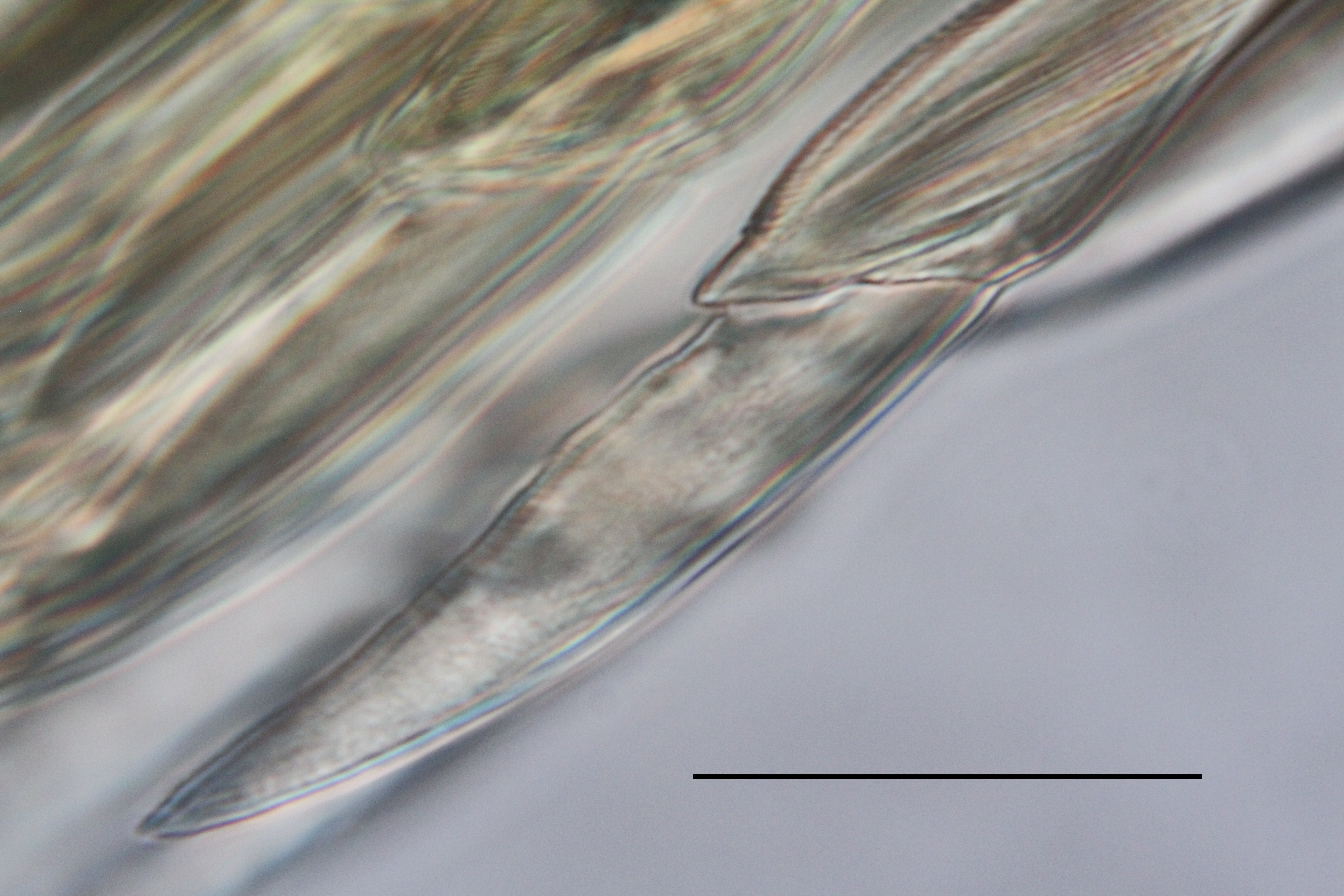 06e達悟磯沙蠶右25疣足複合刺狀剛毛1000x 0 05mm Pansci 泛科學