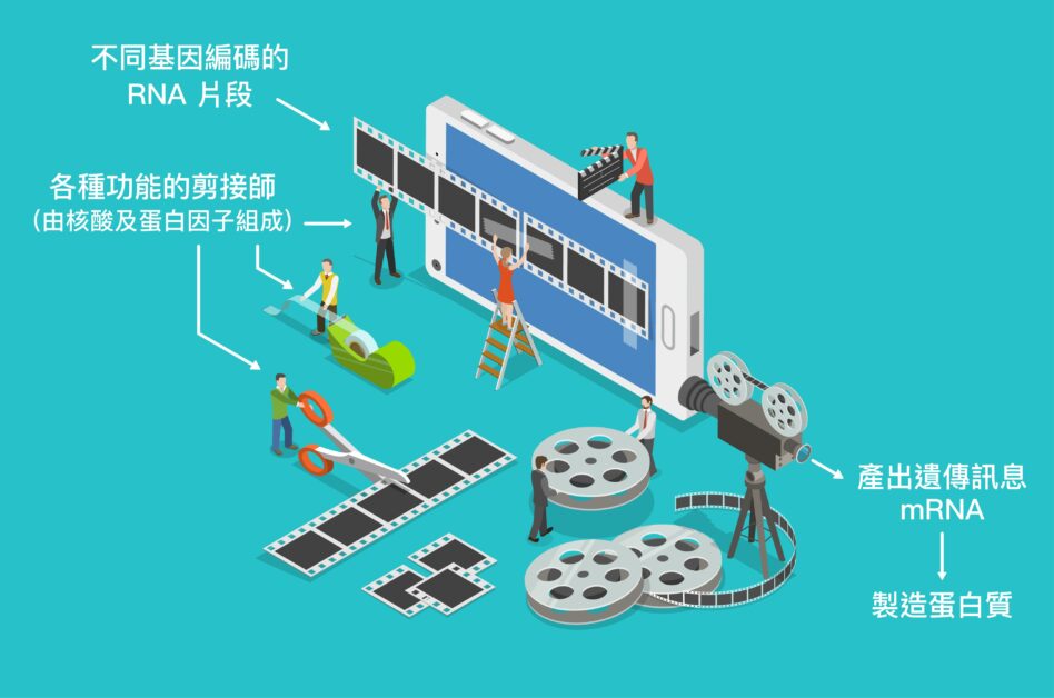 是誰在剪輯你的人生？拜見生物體內的RNA剪接團隊！ - PanSci 泛科學
