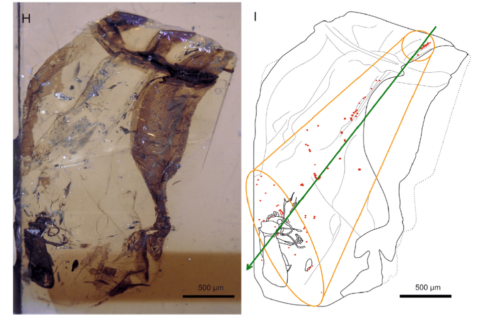 白堊紀植物改朝換代 昆蟲們如何因應 問問嚼嚼花粉的琥珀甲蟲吧 Pansci 泛科學