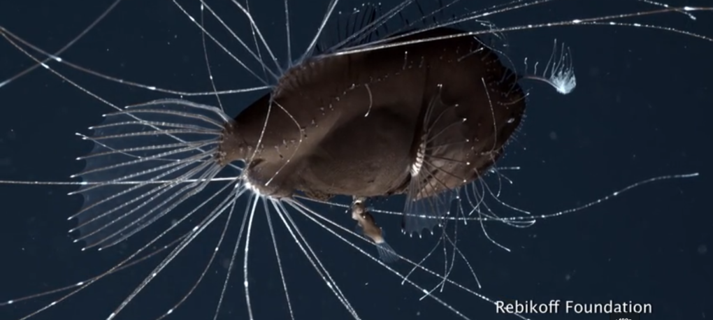 深海鮟鱇魚x 檔案 糾纏在暗黑大洋中的極端癡戀 Pansci 泛科學