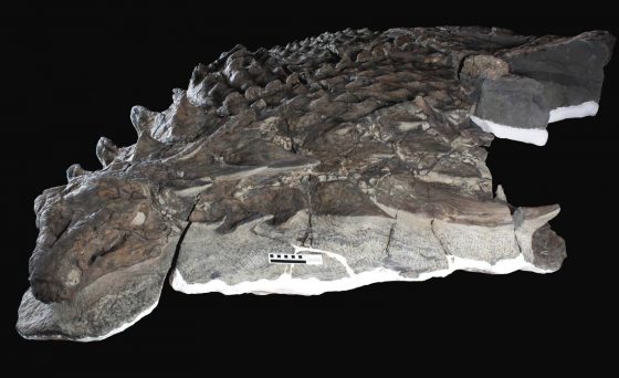 案情並不單純 甲龍化石為何總是呈現四腳朝天的離奇死狀 Pansci 泛科學