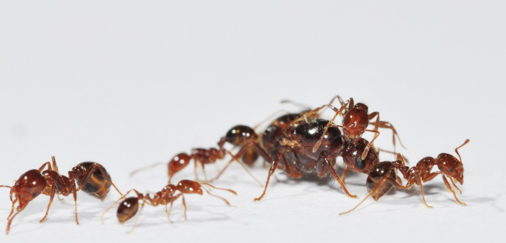 對抗紅火蟻新兵法 破解關鍵基因 讓工蟻對蟻后下剋上 Pansci 泛科學