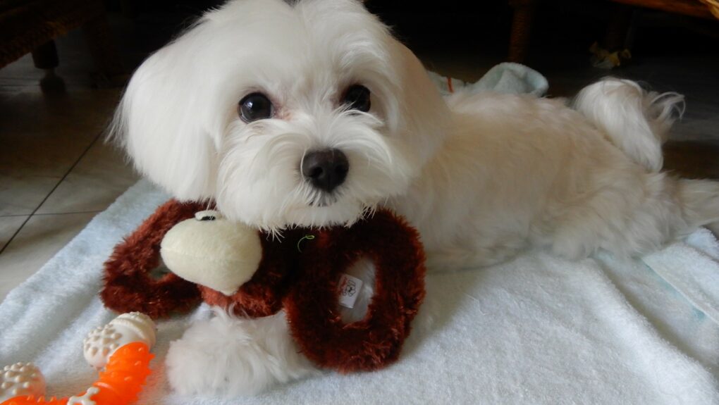 你的甜蜜 狗狗的毒藥 無糖口香糖的木糖醇為何會讓狗狗中毒 Pansci 泛科學 你的甜蜜 狗狗的毒藥 無糖口香糖的木糖醇為何會讓狗狗中毒 Pansci 泛科學