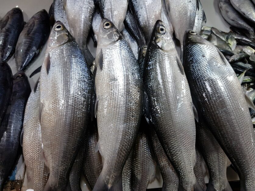 虱目魚 吳郭魚 石斑魚 快來認識帶來餐桌美食的水產養殖 Pansci 泛科學