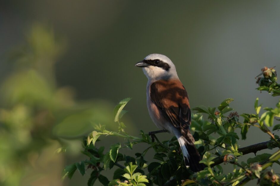 地球日50週年 從口腹之慾到護生保育 一同來成為公民科學家幫助野生動物 Pansci 泛科學