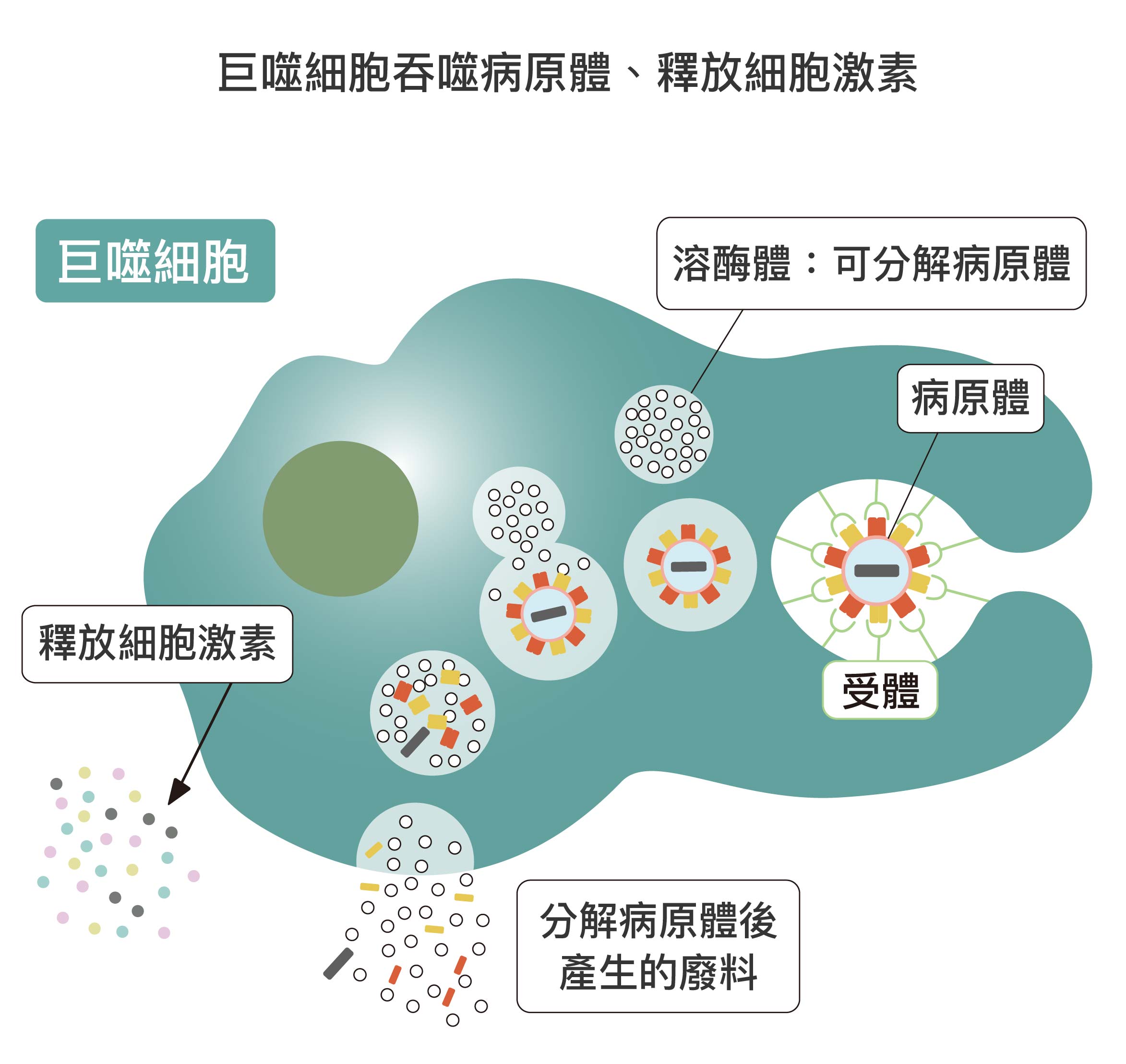 hsieh-shie-liang-02 - PanSci 泛科學, image size:2346x2217