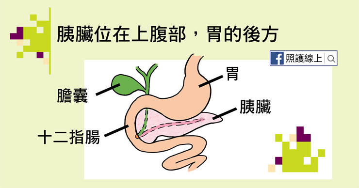 胰臟位在哪?有哪些功能?讓人痛不欲生的胰臟炎 - PanSci 泛科學