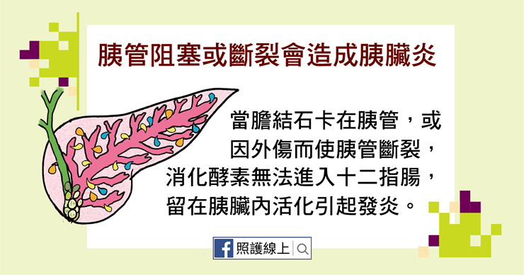胰臟位在哪?有哪些功能?讓人痛不欲生的胰臟炎 - PanSci 泛科學