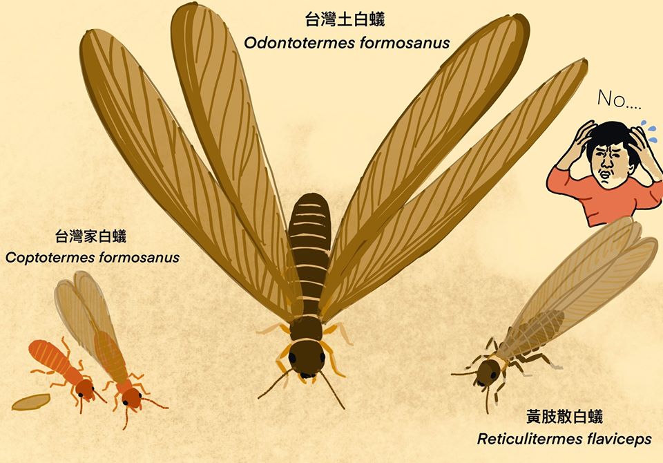 梅雨季節的飛蟻是白蟻 和螞蟻差在哪 婚飛 的浪漫童話 Pansci 泛科學