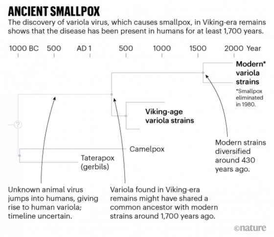 比維京人更古老的北歐天花，也許不如後來致命？傳染病的演化史