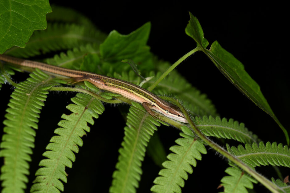 長得有點像 但叫聲不一樣 新種 太田樹蛙 發現 Pansci 泛科學