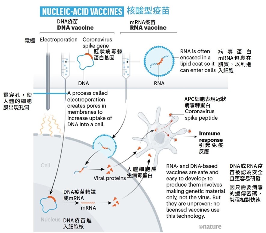疫苗科學的里程碑 mRNA 疫苗 漢民原醫