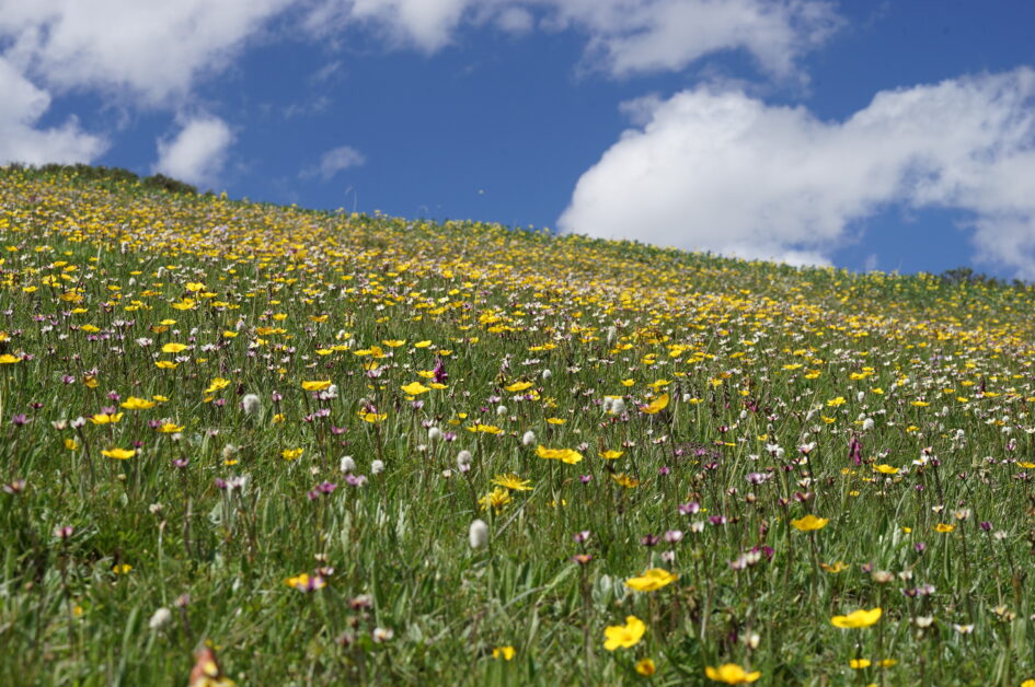 世界屋脊之上 北半球最豐富的高山植物相 橫斷山 Pansci 泛科學