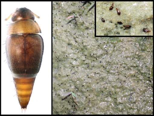 Hydroscapha 化石形態分析如何改寫甲蟲演化歷史:原以為「最老的隱翅蟲」其實不是隱翅蟲? - PanSci 泛科學