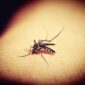 圖源 https://pixabay.com/zh/photos/mosquitoe-mosquito-malaria-gnat-1548975/