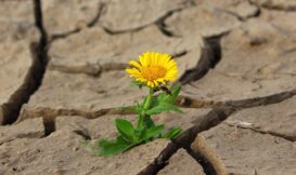 https://pixabay.com/zh/photos/flower-life-yellow-flower-crack-887443/