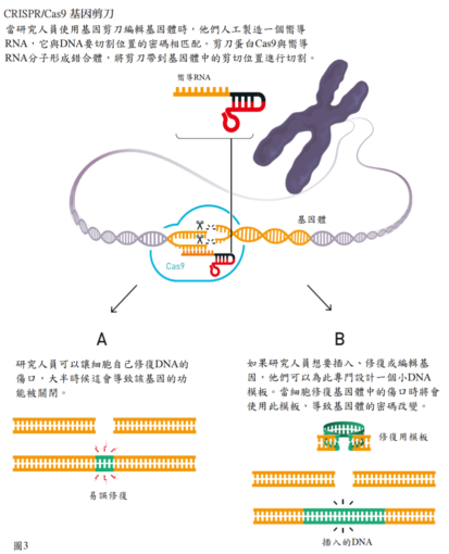 【2020 諾貝爾化學獎】基因剪刀 CRISPR：它如何改寫人類的生命密碼？ - PanSci 泛科學