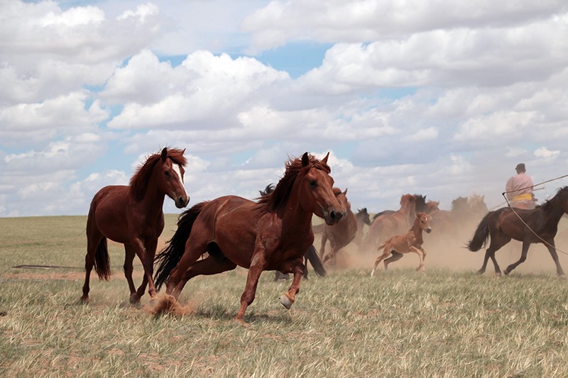 馬是何時何地被人類馴化的 古代馬dna 揭秘 40 年前的歐亞草原西部 Pansci 泛科學