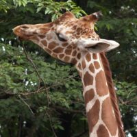 長頸鹿愛好者_96