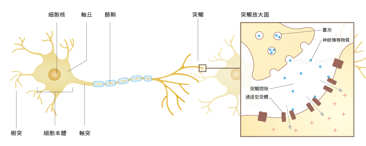 為什麼大腦如此耗能？——淺談神經元的基本構造和功能 - PanSci 泛科學