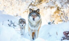 十萬年灰狼DNA，替狗的起源帶來什麼啟示？