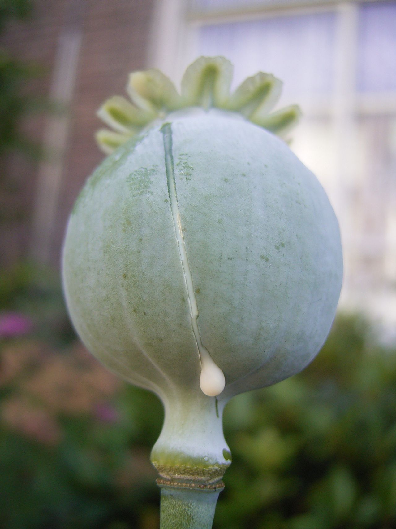 滿刺在身的仙人掌,竟成清熱解毒的青草藥!——《被遺忘的拉美》 - PanSci 泛科學