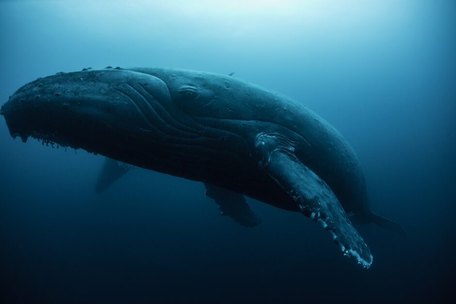 來自恆春的意外「鯨」喜，科博館臺灣鯨魚化石挖掘團隊專訪——《科學月刊