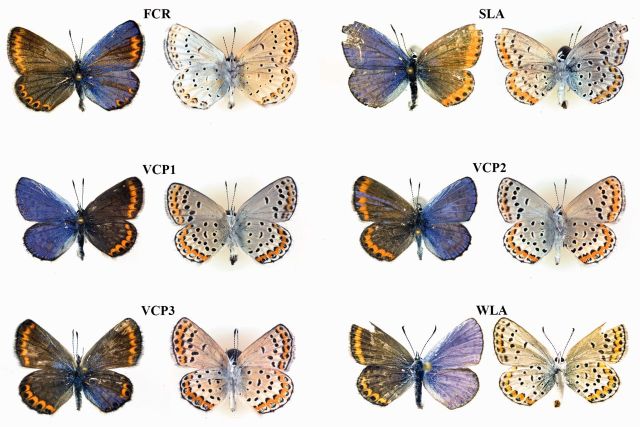 一側雌性，一側雄性的卡納藍蝴蝶。圖／Joshua P Jahner, 2015