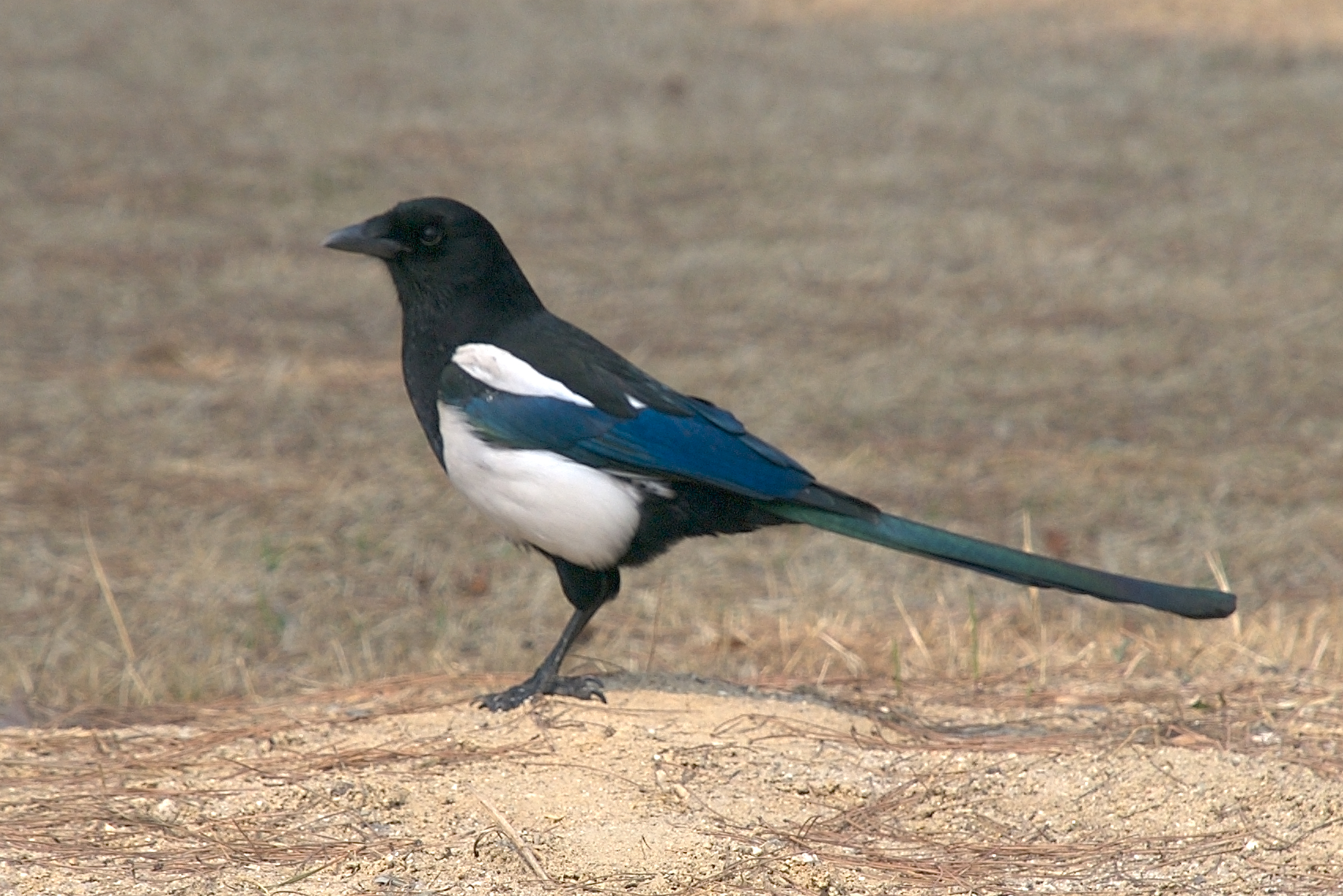 National Bird Of South Korea