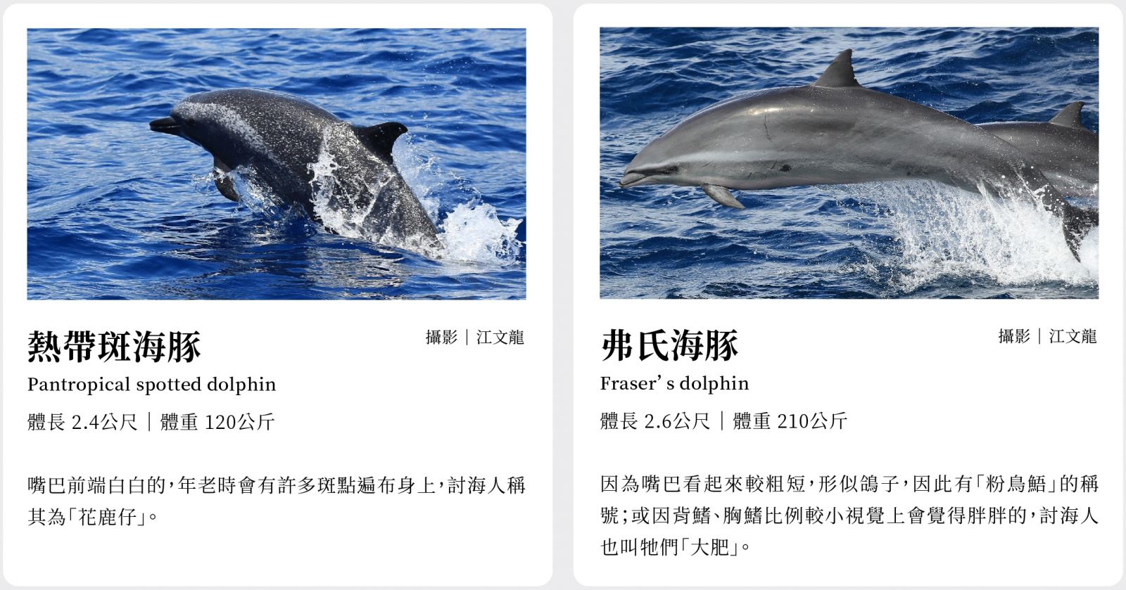 為什麼臺灣也需要替鯨豚設立海洋保護區？ - PanSci 泛科學