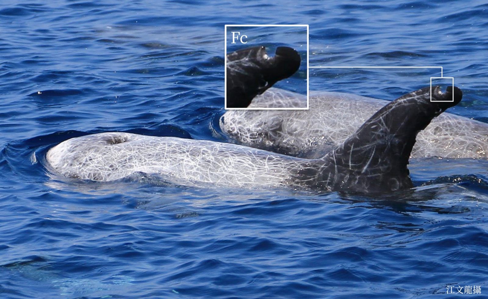 海龜溺死了- PanSci 泛科學