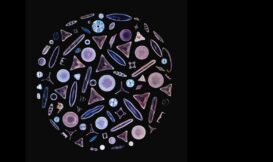 動手造鏡、親手排圖 丹尼爾的微觀矽藻世界