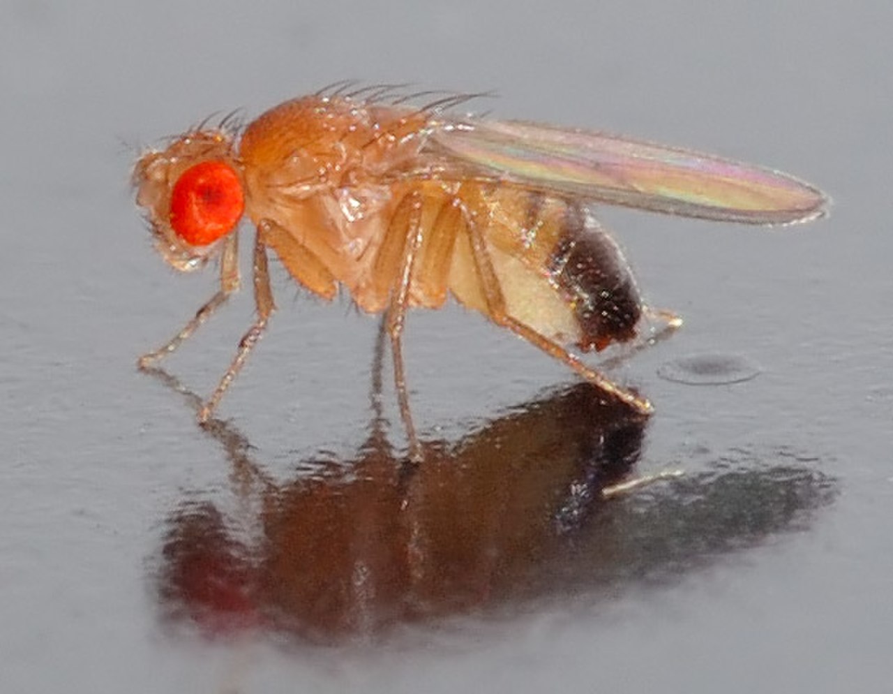 果蠅(Drosophila melanogaster)側面特寫