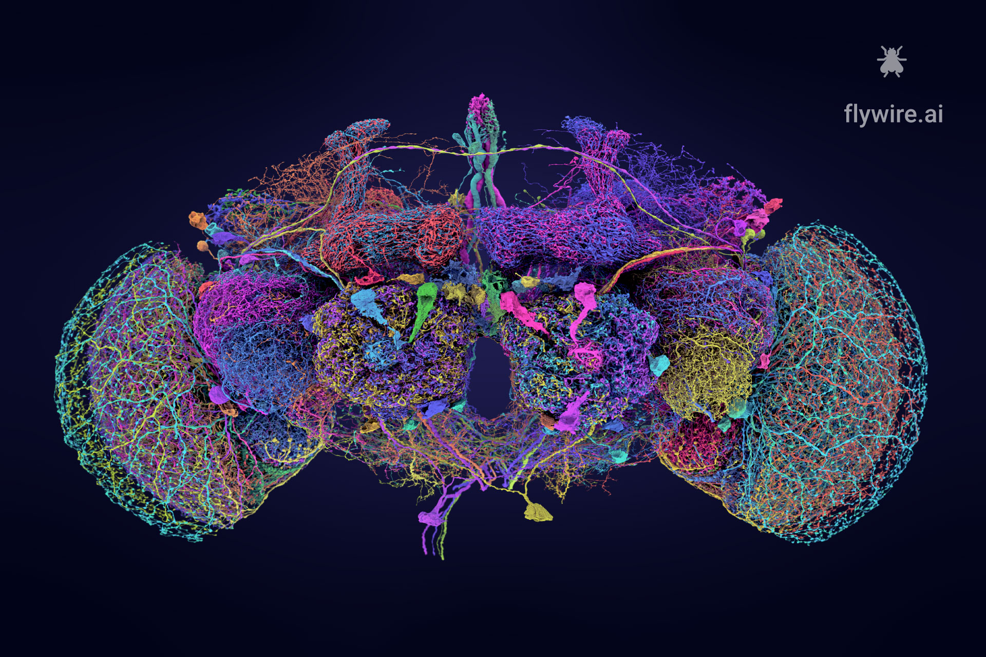 FlyWire 果蠅大腦50條大型神經元圖譜
