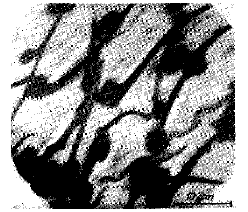由穆勒使用電子顯微鏡拍攝的家蠅翅膀表面