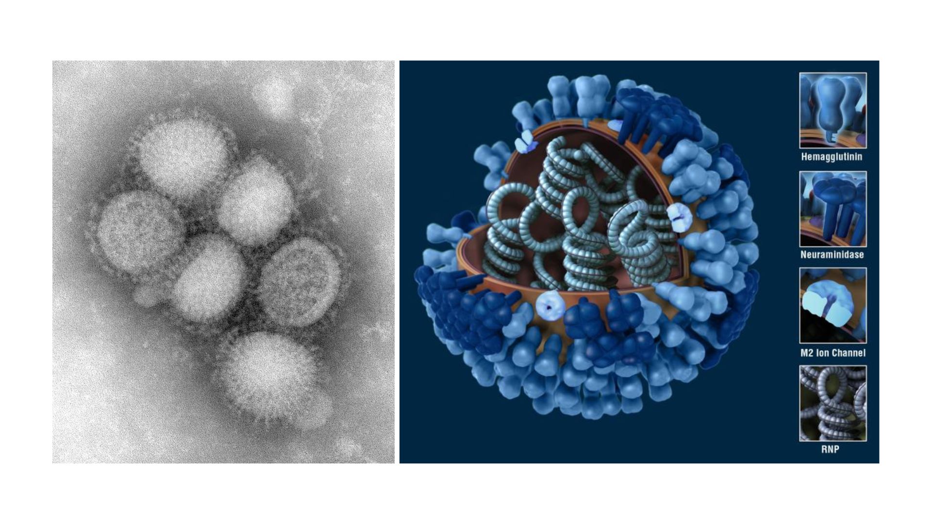 (左)穿透式電子顯微鏡(TEM)下所見的流感病毒顆粒;(右)流感病毒的3D模型。
